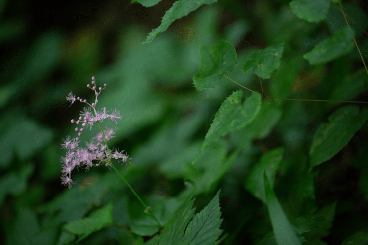 ひとつひとつの

小さな出来事が

ありがたいこと　

シアワセなこと

#花　#幸せ　#こころ　#あなたの応援団　#写真　#フォトポエム　#フォトポエムカウンセラー