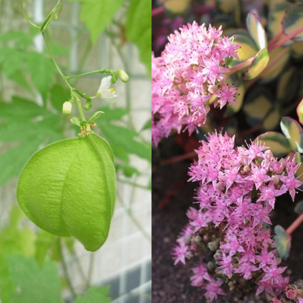 9月17日お誕生日の方おめでとうございます 今日の誕生花の花言葉は フウセンカズラ 一緒に飛びたい ミセバヤ 大切なあなた つつましさ 今日も素敵な1日になりますように 誕生花 Monstera18 Note
