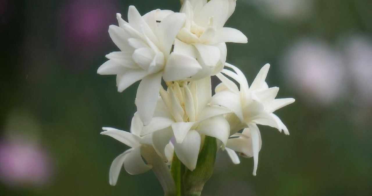 チューベローズ 9月17日 誕生花 花咲かせおじさん すべての人に花を Note