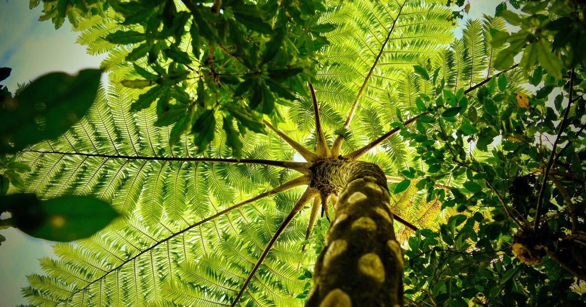 世界自然遺産登録候補地 奄美・沖縄の森： 生物多様性保全を考慮