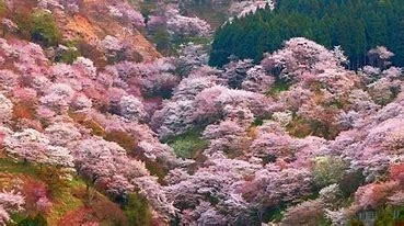 吉野の桜