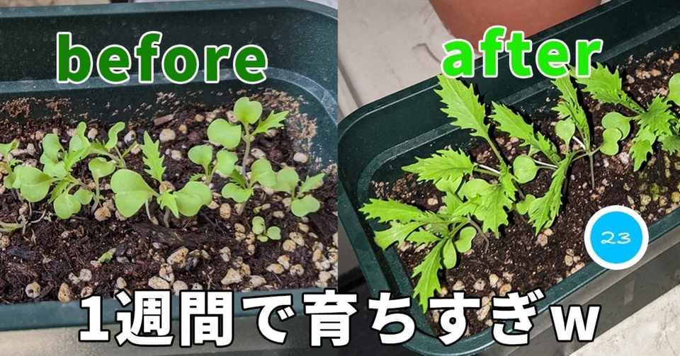 家庭菜園 03 ミニトマト支柱 Mitch ミッチ Note
