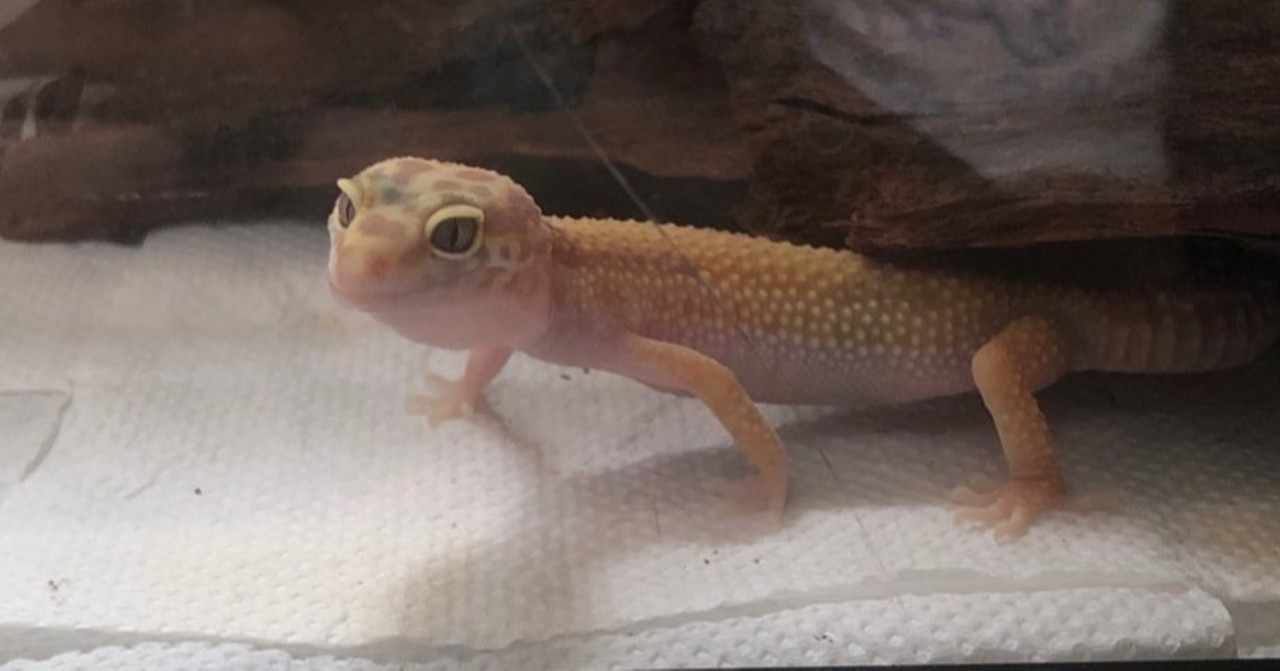 レオパ の新着タグ記事一覧 Note つくる つながる とどける