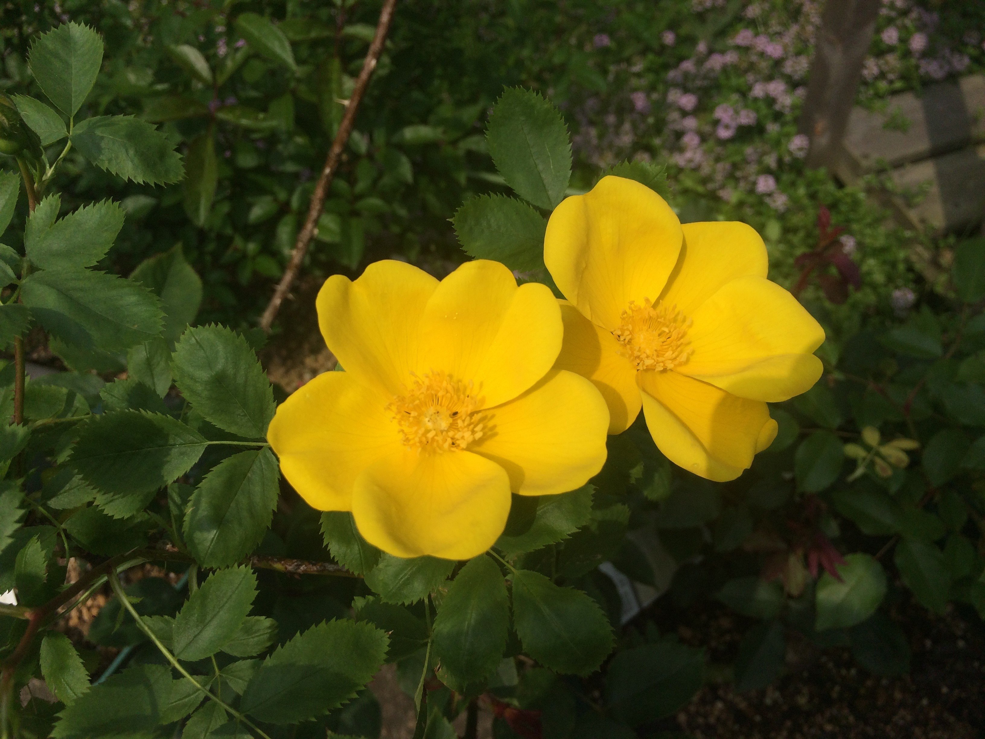 バラの歴史からみたマリア様がみてる｜はねおか｜note