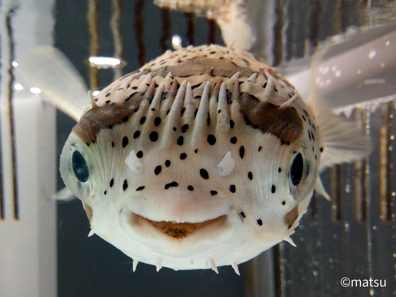 むろと廃校水族館4 Matsu Note