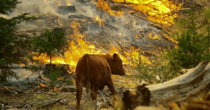 山火事と動物たち ノリノリ Note 山火事と動物たち ノリノリ Note