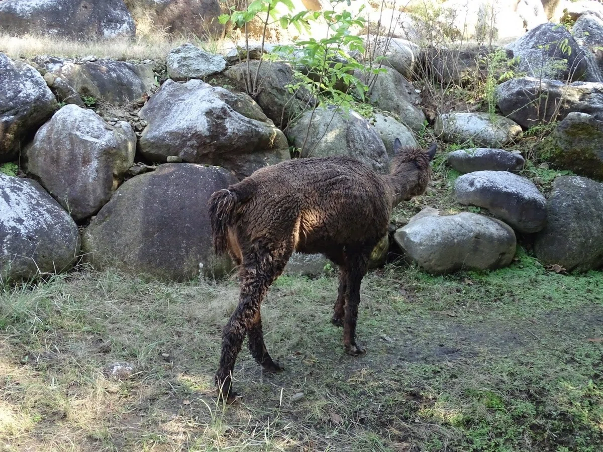 画像13