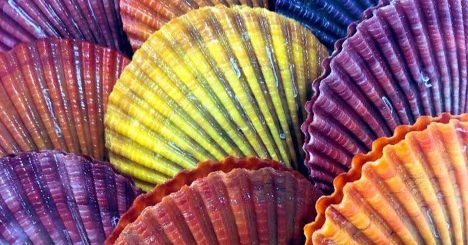 屋形島から緋扇貝 ヒオウギ貝 が届きました タム Note