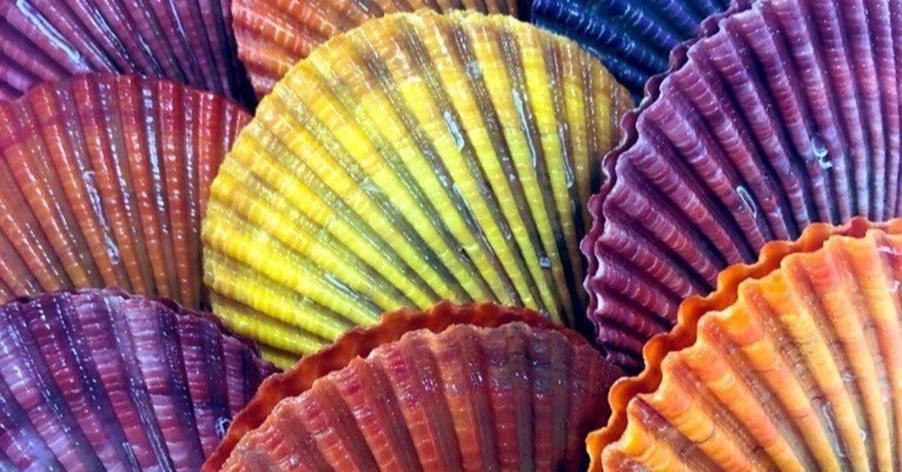 屋形島から緋扇貝 ヒオウギ貝 が届きました タム Note 屋形島から緋扇貝 ヒオウギ貝 が届きました タム Note