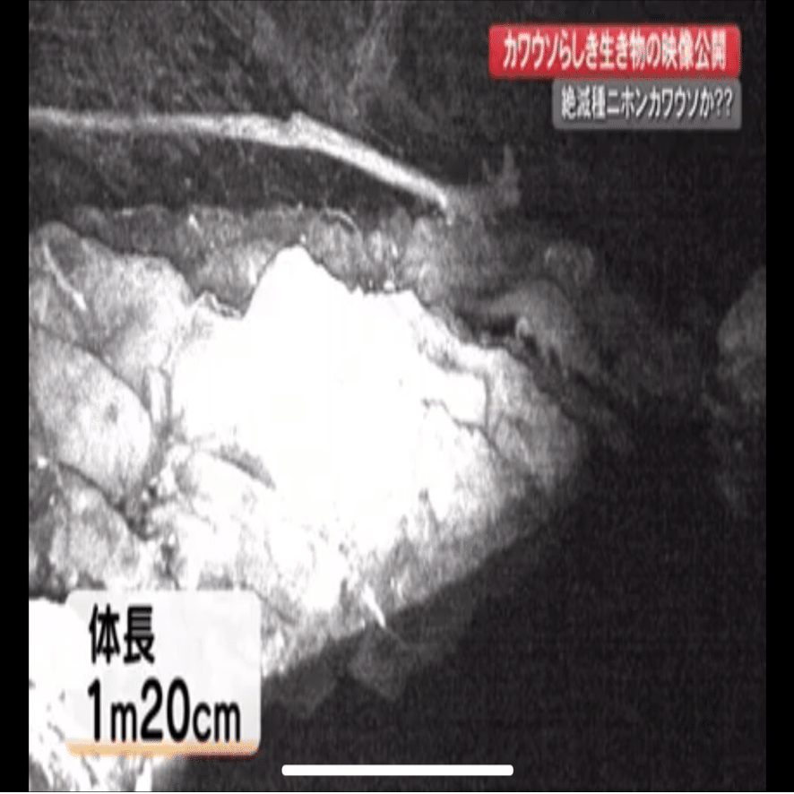 果たしてニホンカワウソは絶滅していないのか 自然に負荷をかけない調査を願って 殻アキラ Note