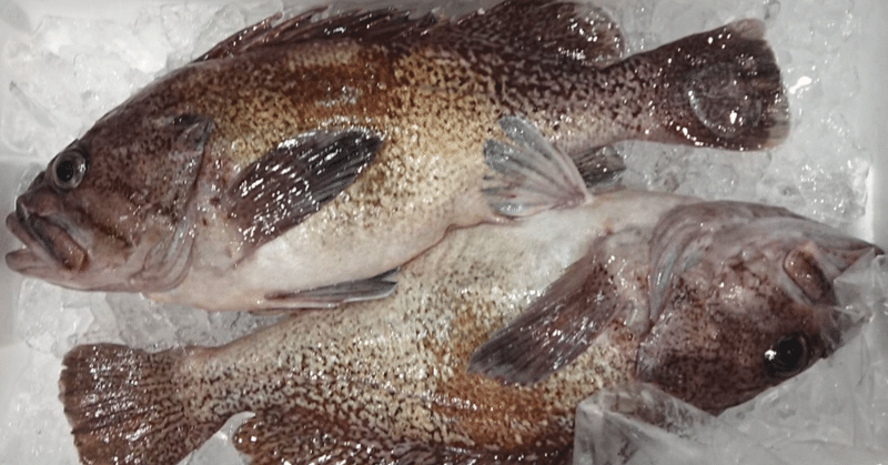 新潟 佐渡沖の真ソイ アラバチメ ゴマハチメ 魚が来る 明日 新潟から 鮮魚通販 Note