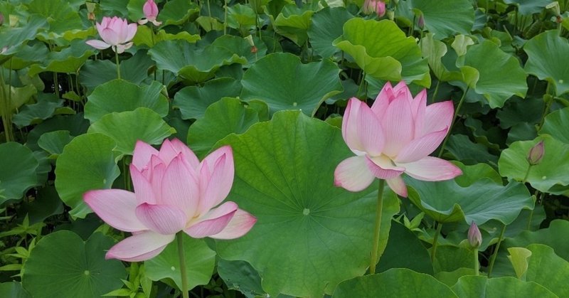 映画 嫌われ松子の一生 める note