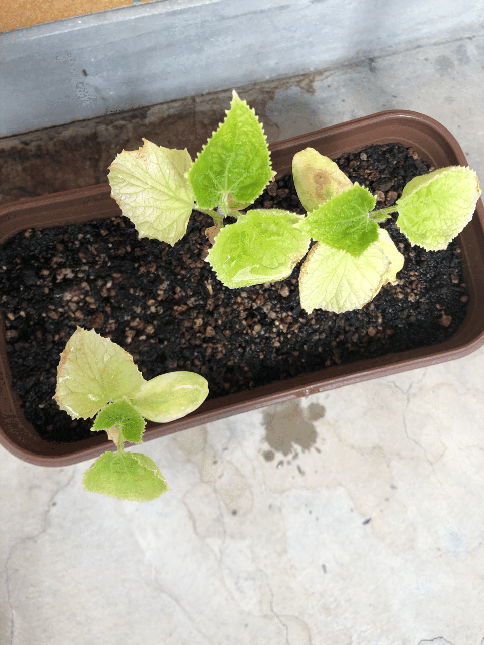 今日の植木鉢 39日目 キュウリ編 今日の植木鉢 Note 今日の植木鉢 39日目 キュウリ編 今日の植木鉢 Note