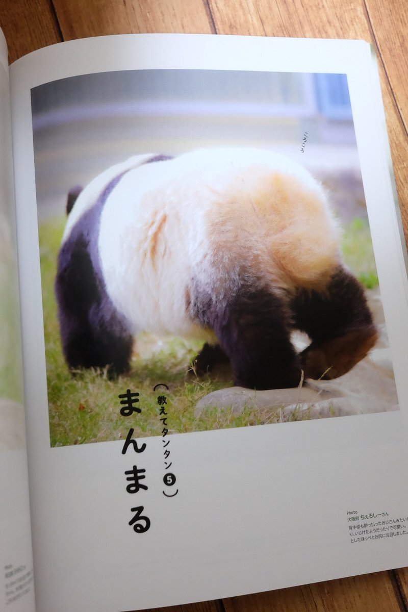 投稿したパンダ写真がフェリシモの写真集に掲載された話 Chelsea チェルシー Note