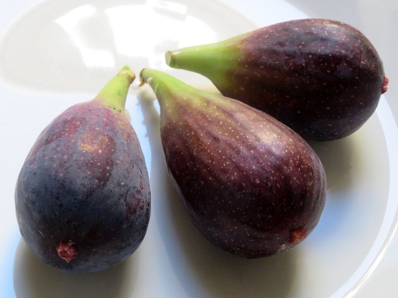 イチジクの剪定 挿し木 移植 Eiko Toda Note