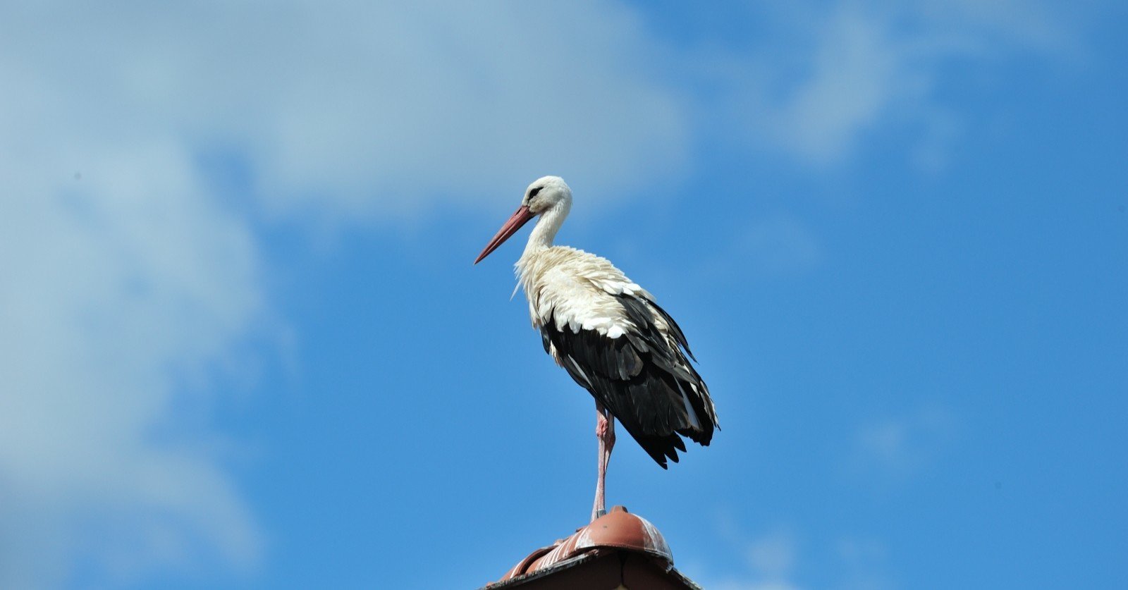 激安通販 コウノトリ、シュバシコウ－Weißstorch｜ノラ ぬいぐるみ