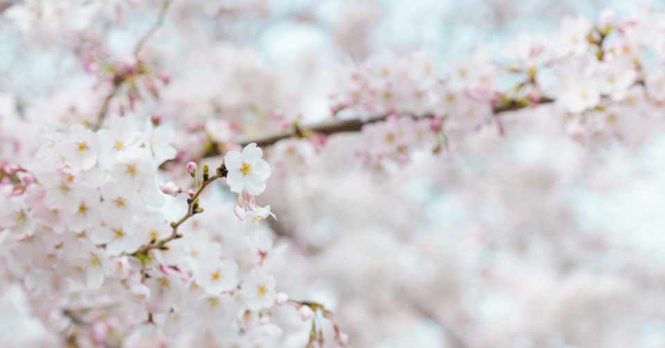 桜の木のお爺さん 不思議体験 Secret Girl Note