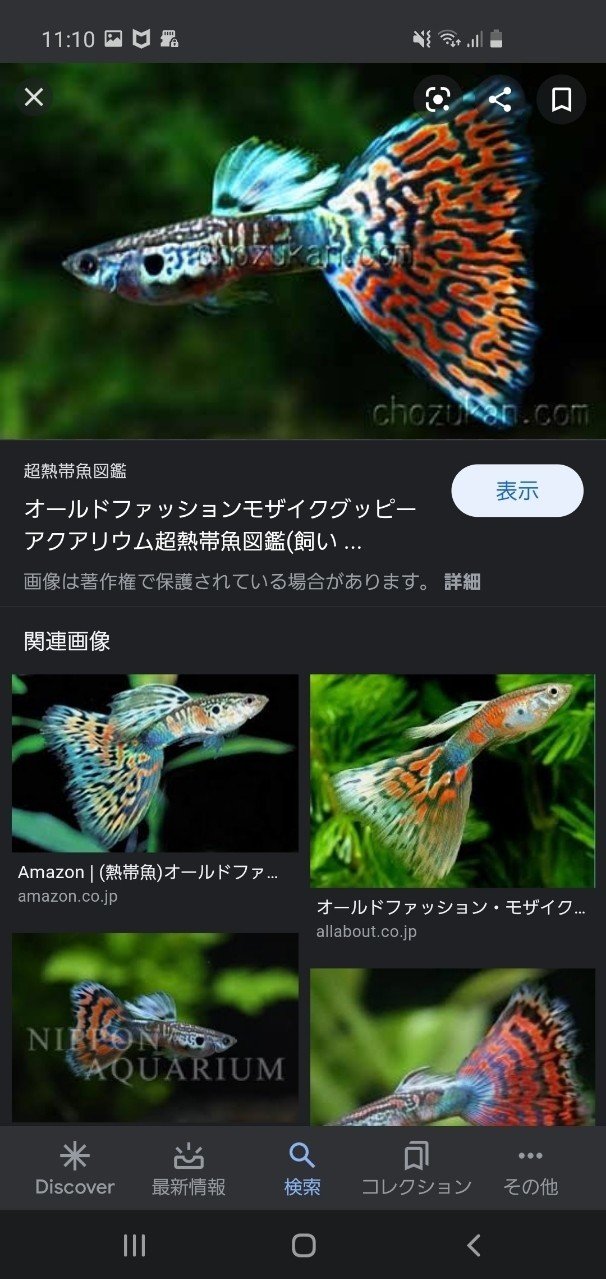 グッピーについて サリダ About Agriculture Note グッピーについて サリダ About Agriculture Note