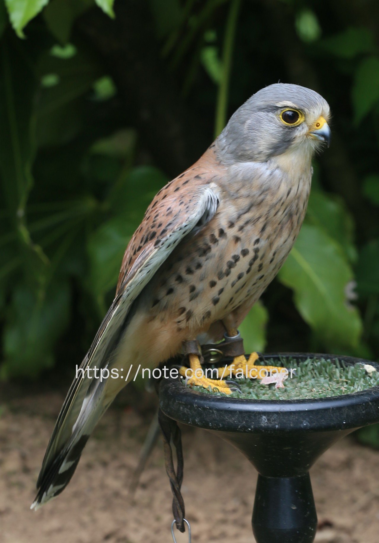 もっと知りたいチョウゲンボウ Kt Note もっと知りたいチョウゲンボウ Kt Note