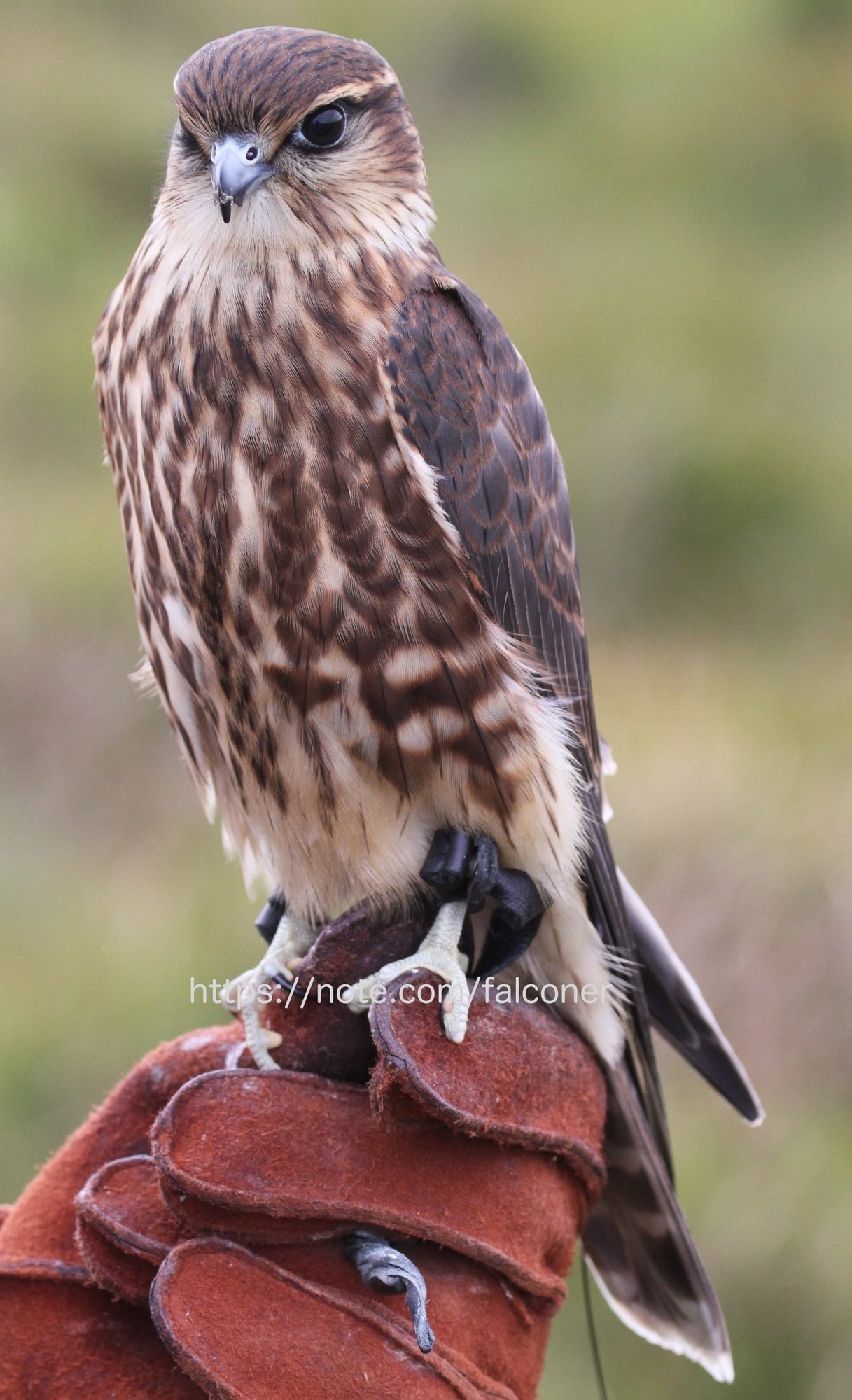 もっと知りたいチョウゲンボウ Kt Note もっと知りたいチョウゲンボウ Kt Note