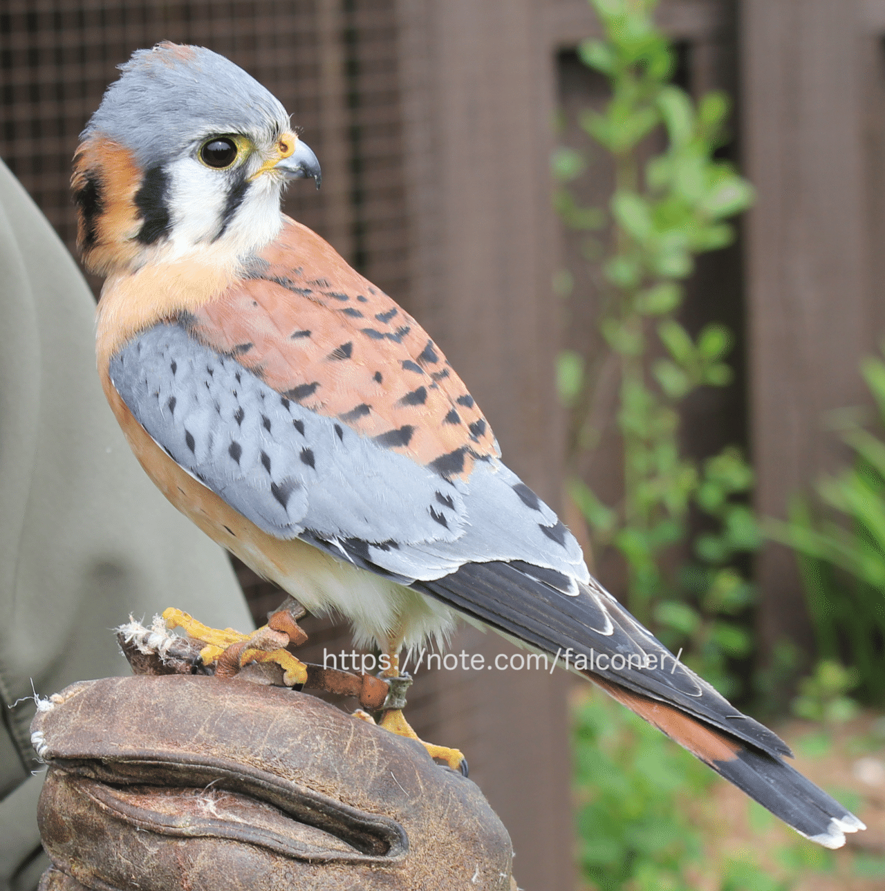 もっと知りたいチョウゲンボウ Kt Note もっと知りたいチョウゲンボウ Kt Note