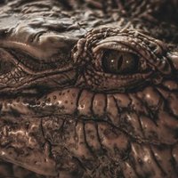 ニンジャスレイヤーtrpg非公式追加プラグイン ドラゴン ニンジャクラン 丘あすみ Note ニンジャスレイヤーtrpg非公式追加プラグイン ドラゴン ニンジャクラン 丘あすみ Note