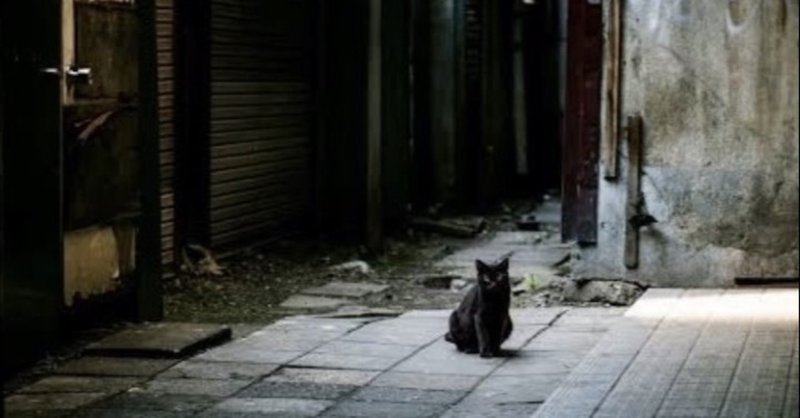 路地裏猫 の新着タグ記事一覧 Note つくる つながる とどける
