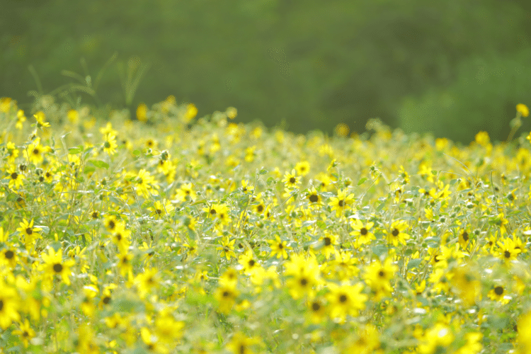 いつもと

同じ

なんて

ないんだ

#花　#幸せ　#こころ　#あなたの応援団　#写真　#フォトポエム　#フォトポエムカウンセラー