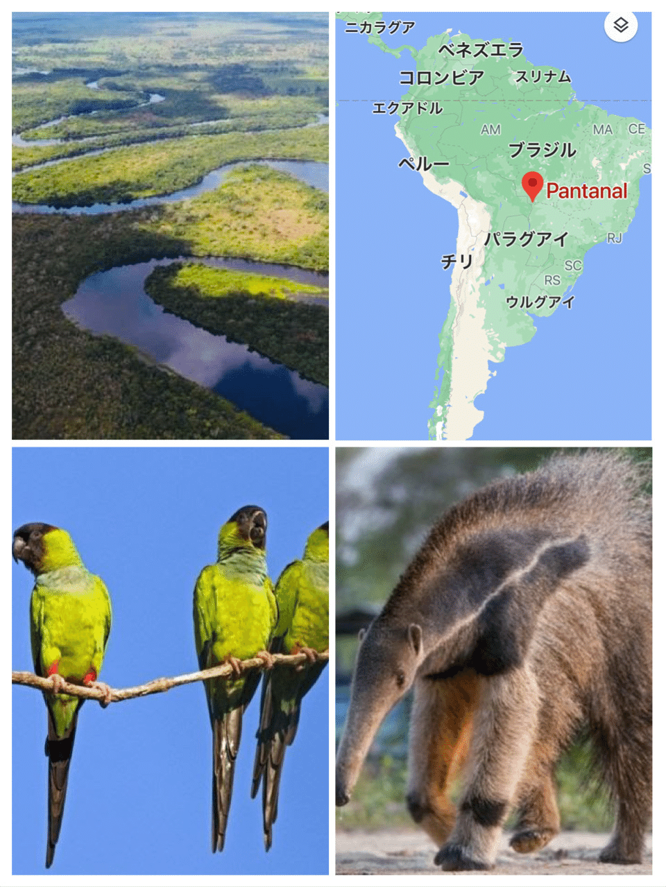 山火事と動物たち 2 ブラジル ノリノリ Note 山火事と動物たち 2 ブラジル ノリノリ Note