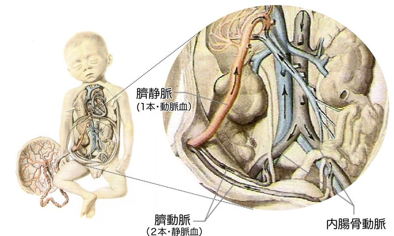 【2-5(1)】循環器系 - 胎児循環 解説