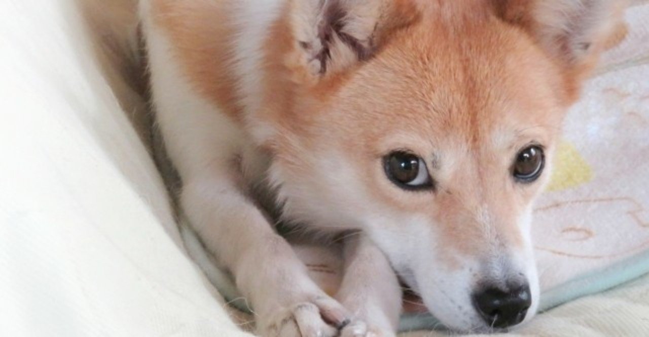 犬パルボウイルス感染症ってどんな病気 犬の飼い主サポートのplam Note