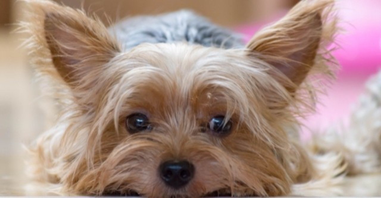 犬ジステンパーってどんな病気 犬の飼い主サポートのplam Note 犬ジステンパーってどんな病気 犬の飼い主サポートのplam Note