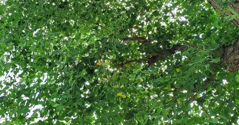 樹木の剪定 手入れ 時期はいつがいい Yuuuuuuutro7 Note