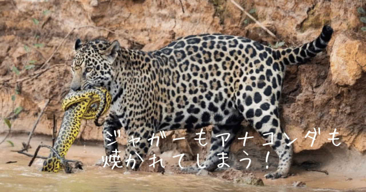 山火事と動物たち 2 ブラジル ノリノリ Note 山火事と動物たち 2 ブラジル ノリノリ Note