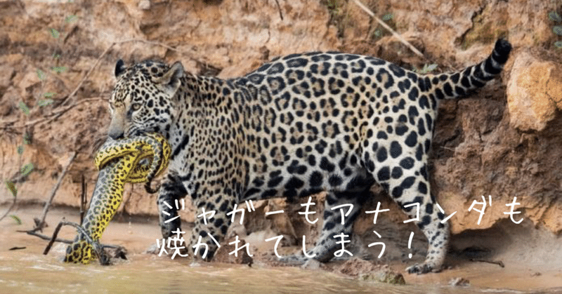 山火事と動物たち 2 ブラジル ノリノリ Note