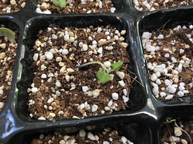 育苗ポットがだめならプランターで育ててみる 飯野 修 Note