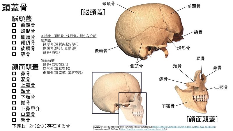 前頭骨 Frontal Bone Japaneseclass Jp