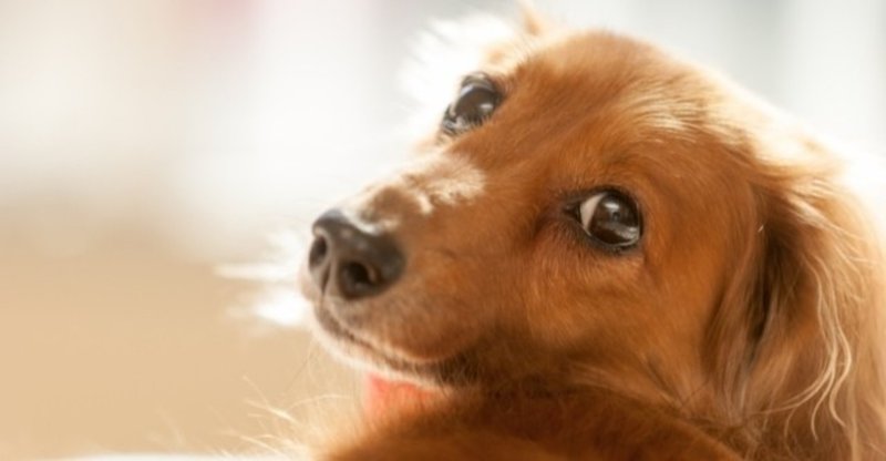 犬パラインフルエンザってどんな病気 犬の飼い主サポートのplam Note