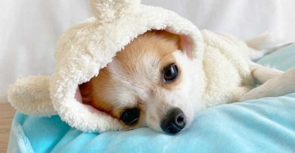 犬コロナウイルス感染症ってどんな病気 犬の飼い主サポートのplam Note