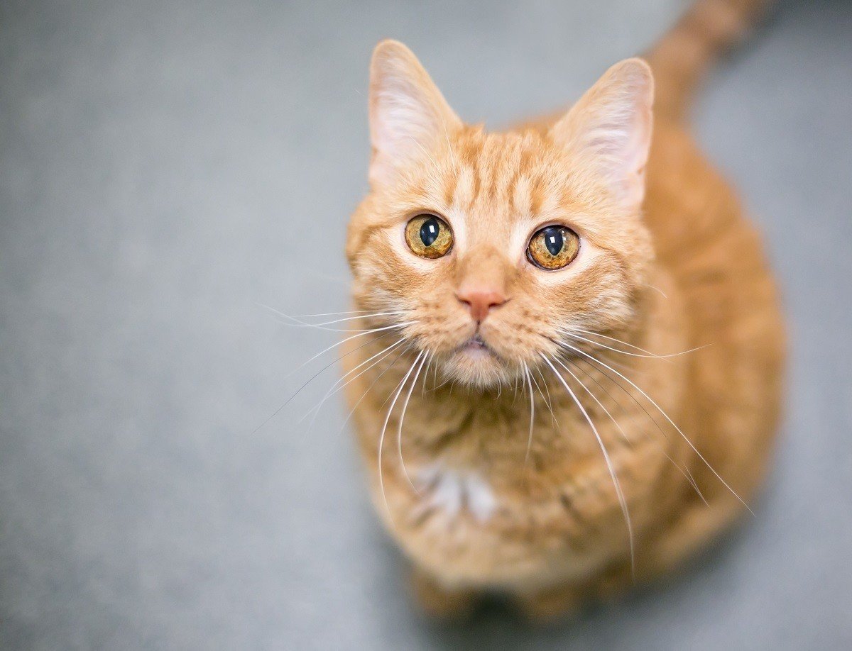 猫ちゃんの目にできる茶色のスポット シミについて 最近多いご相談 ネットで怖いことが書かれていますが すぐに悪性とか腫瘍とは言い切れません 数ヶ月から年単位で 広がっていかないかどうか慎重に見てい ホリスティック獣医sara Note