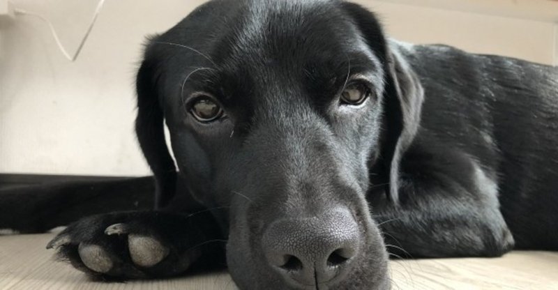 犬レプトスピラ症ってどんな病気 犬の飼い主サポートのplam Note