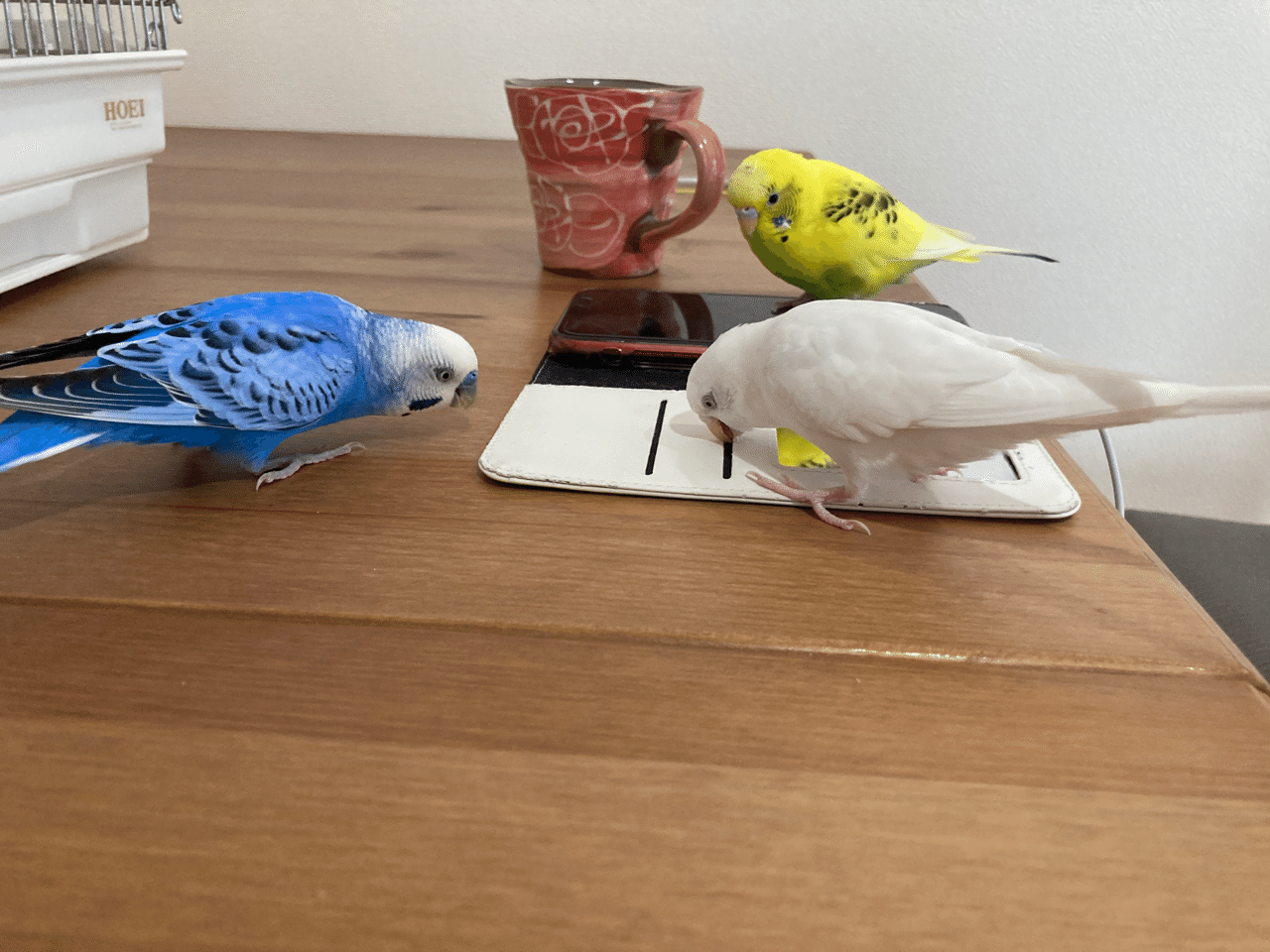 懐くは人間のわがまま インコまるけ Note