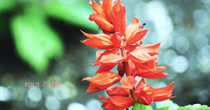 9月19日 誕生花は来路花 誕生花短歌 御子柴 流歌 Note