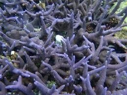 紫サンゴ