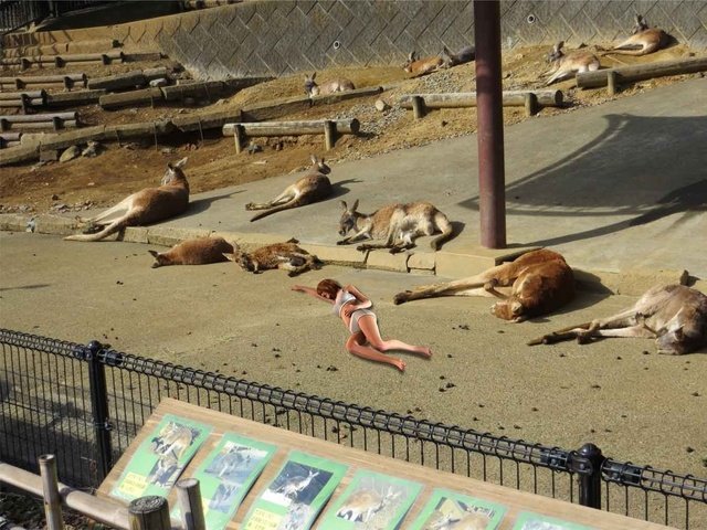 東京・多摩動物公園にて　とかくやる気の感じられないアカカンガルーの皆さんに交じって(※投げ銭と致します)