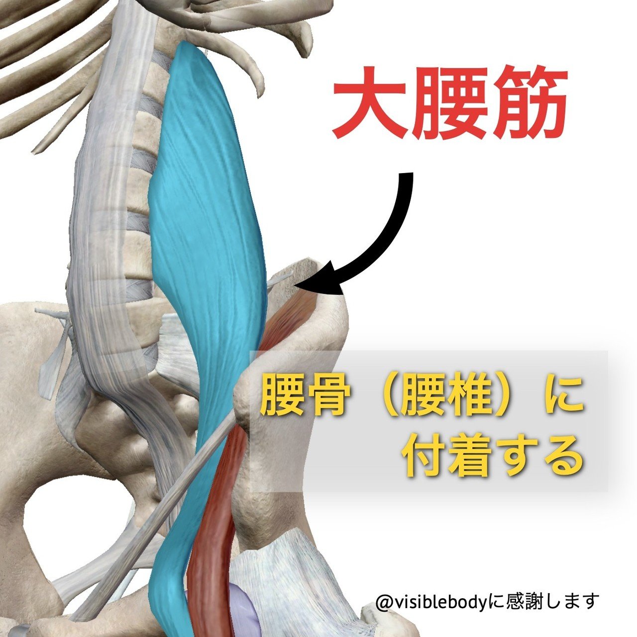 腰痛ケア 腰を反ったら痛い たった1分で反り腰も治る 効果抜群の強力ストレッチ 股 膝編 Vol 8 長崎の 腰痛専門 施術院 リセット 公式ブログ Note 腰痛ケア 腰を反ったら痛い たった1分で反り腰も治る 効果抜群の強力ストレッチ 股 膝編 Vol 8 長崎の 腰痛専門 施術院 リセット 公式ブログ Note
