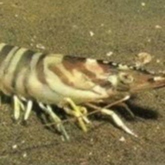 姫沼　桜(ひめぬま_さくら)