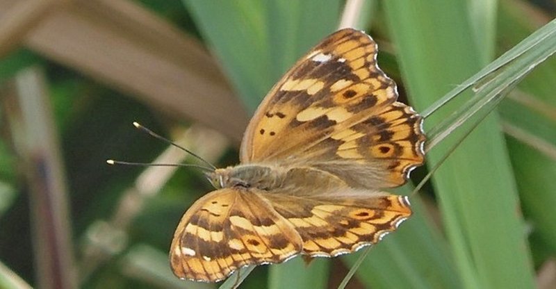 コムラサキとシロヘリクチブトカメムシ幼虫 Waiwai Note コムラサキとシロヘリクチブトカメムシ幼虫 Waiwai Note