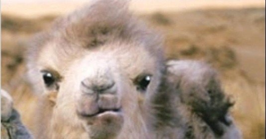 世界の駱駝（ラクダ）図柄の切手１０種　うちモンゴルが４種　癒されます！ 駱駝 Kameel 文化遺産オンライン