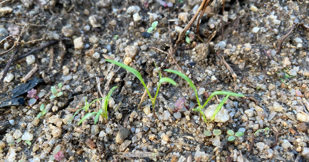 Vol41 タネたちの発芽ラッシュ ころのにわ 自然菜園 Note